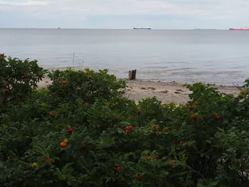 Halshuisene + Enebaerodde Beach (Denemarken)